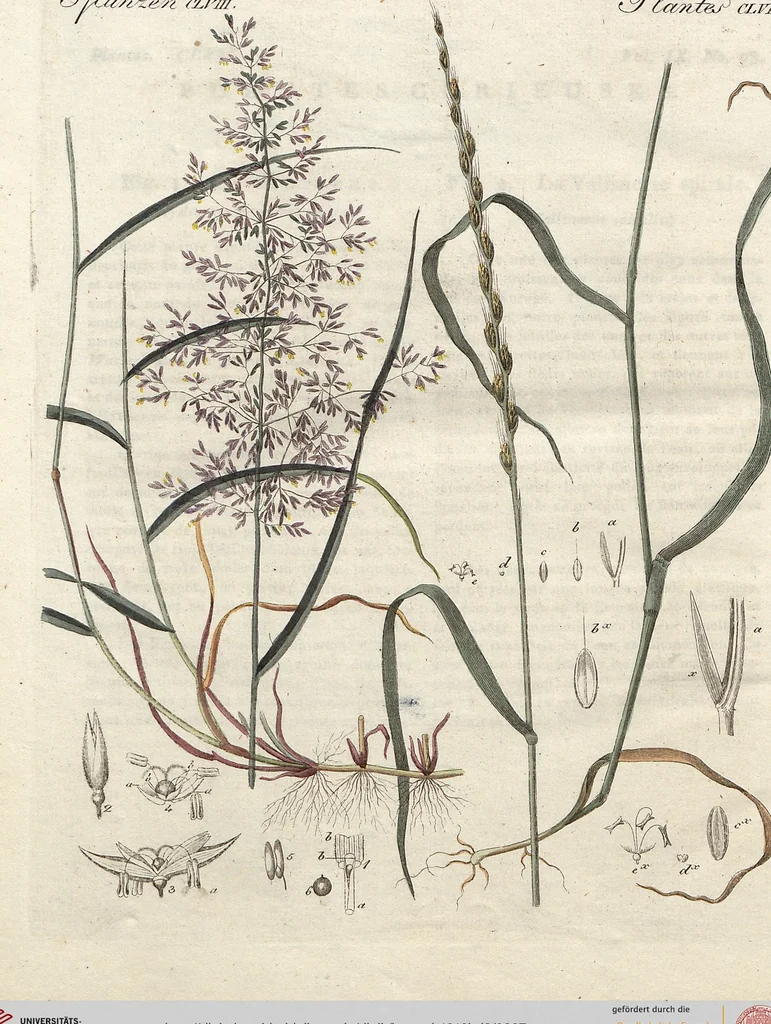 An illustration from (Band 9), 1816, leaf 297