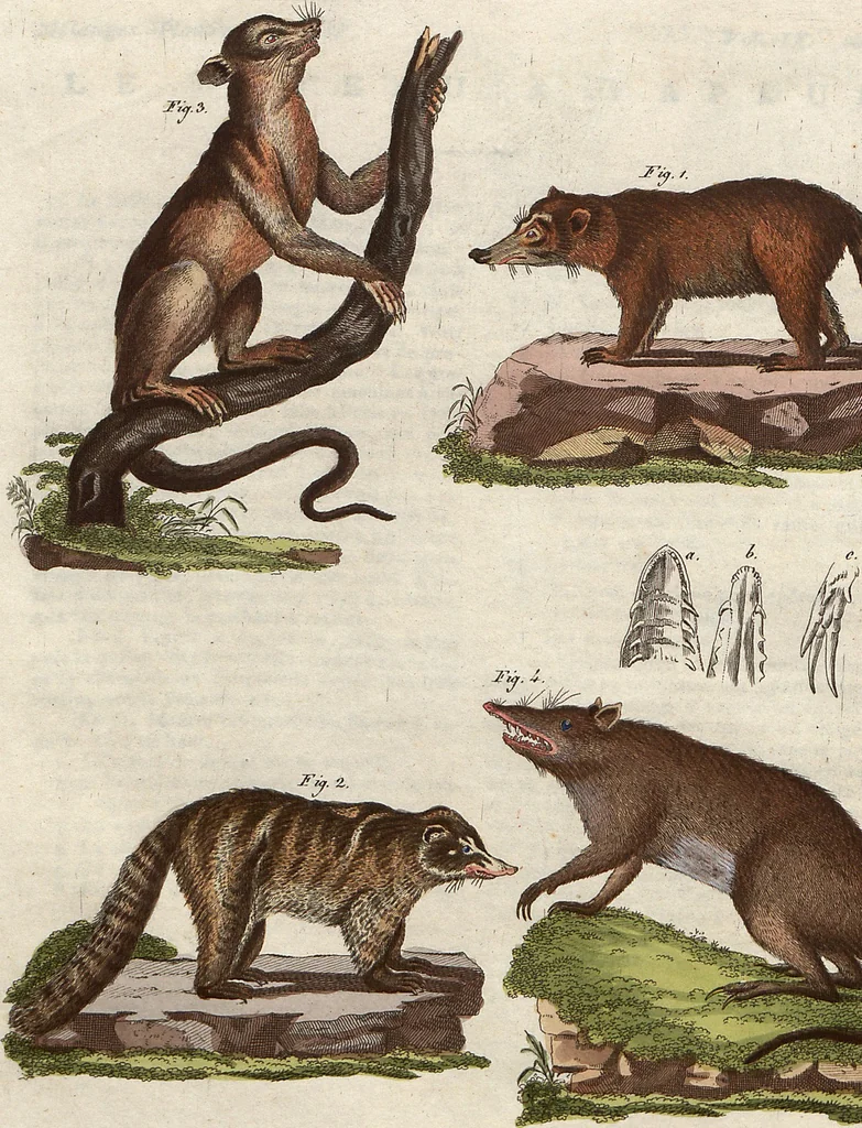 An illustration from (Band 9), 1816, leaf 33