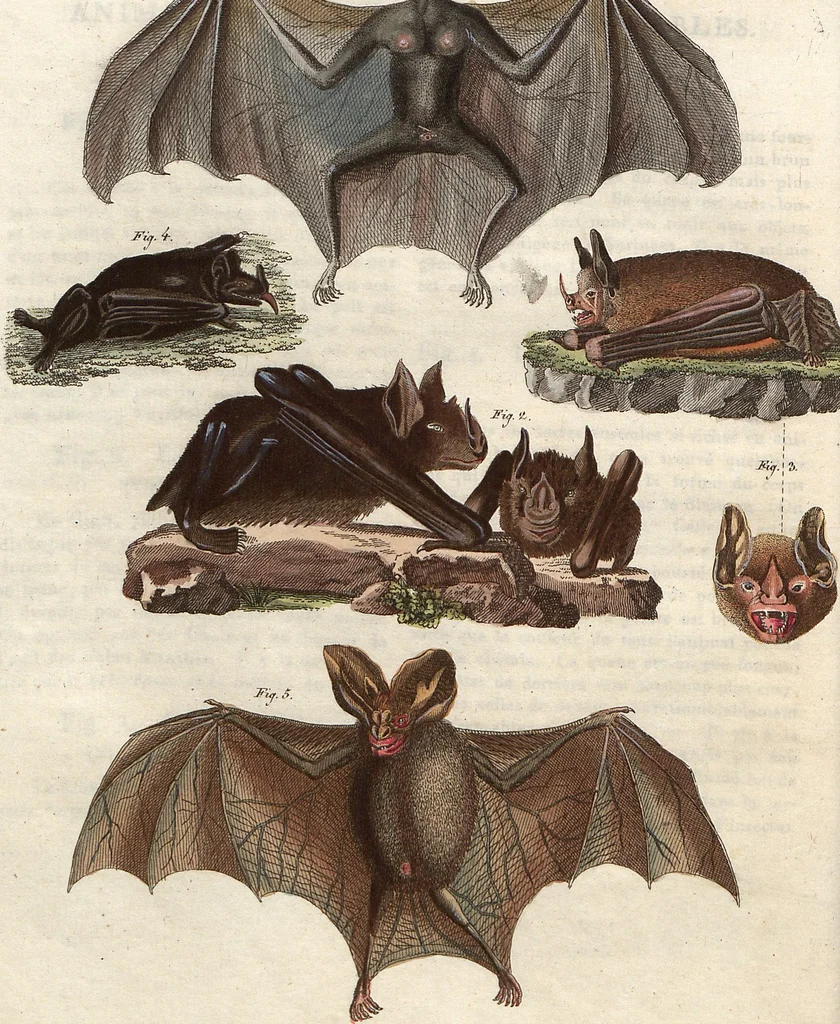 An illustration from (Band 9), 1816, leaf 36