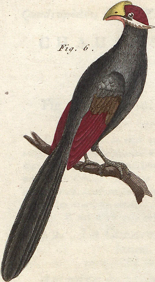 An illustration from (Band 9), 1816, leaf 39