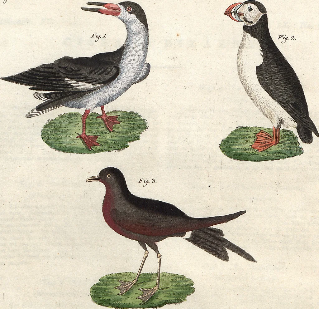 An illustration from (Band 9), 1816, leaf 42