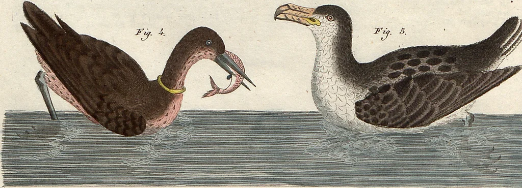 An illustration from (Band 9), 1816, leaf 42