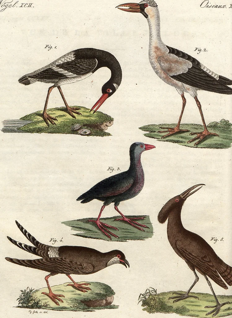 An illustration from (Band 9), 1816, leaf 48