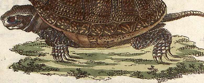 An illustration from (Band 9), 1816, leaf 51