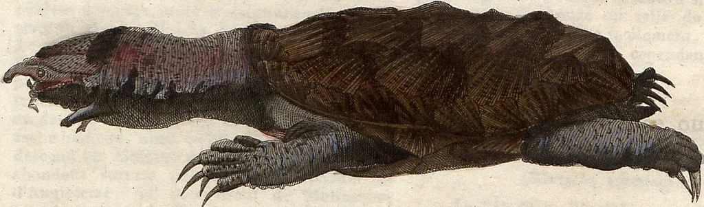 An illustration from (Band 9), 1816, leaf 51