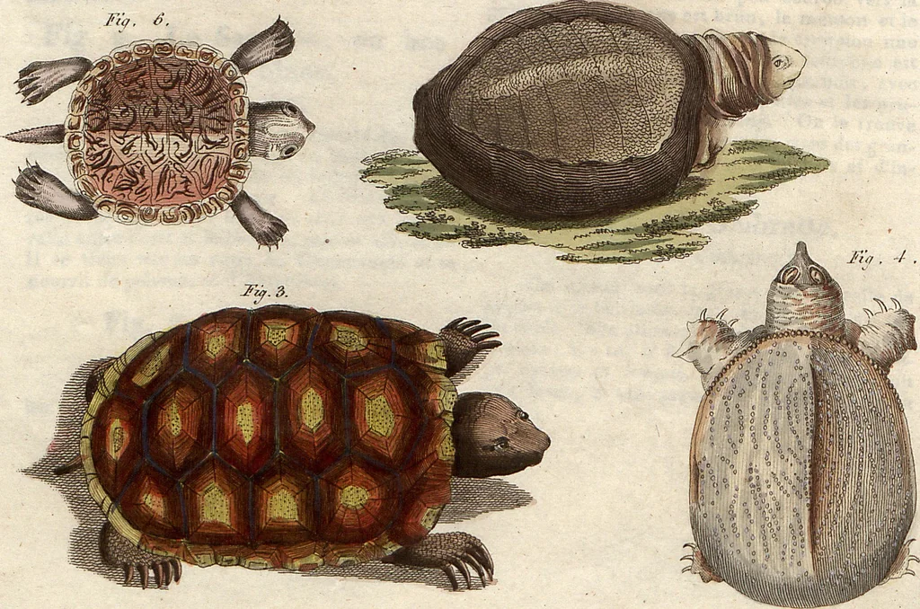 An illustration from (Band 9), 1816, leaf 51