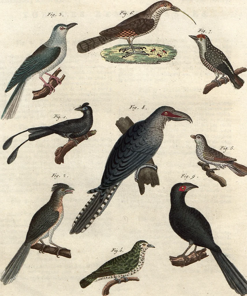 An illustration from (Band 9), 1816, leaf 54