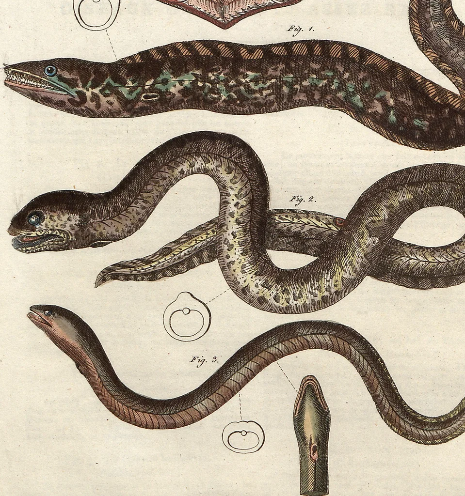 An illustration from (Band 9), 1816, leaf 57