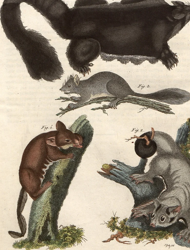 An illustration from (Band 9), 1816, leaf 63
