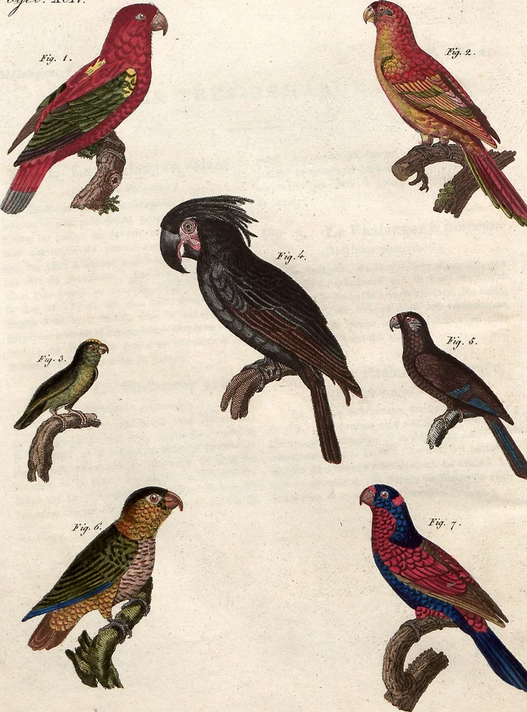 An illustration from (Band 9), 1816, leaf 66