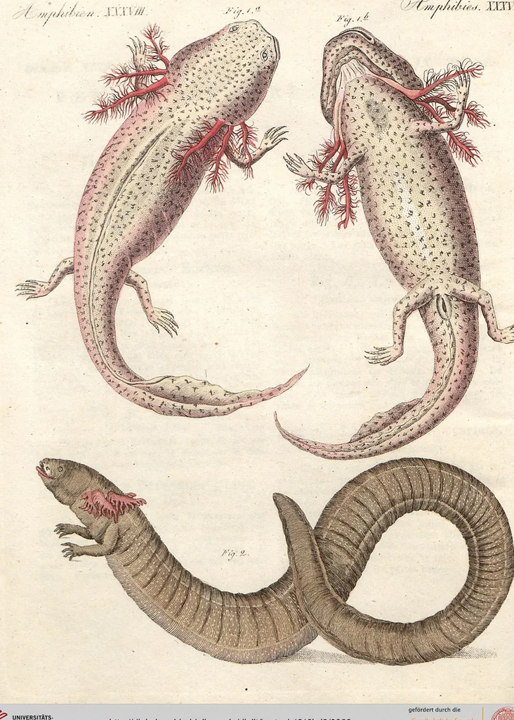 An illustration from (Band 9), 1816, leaf 69
