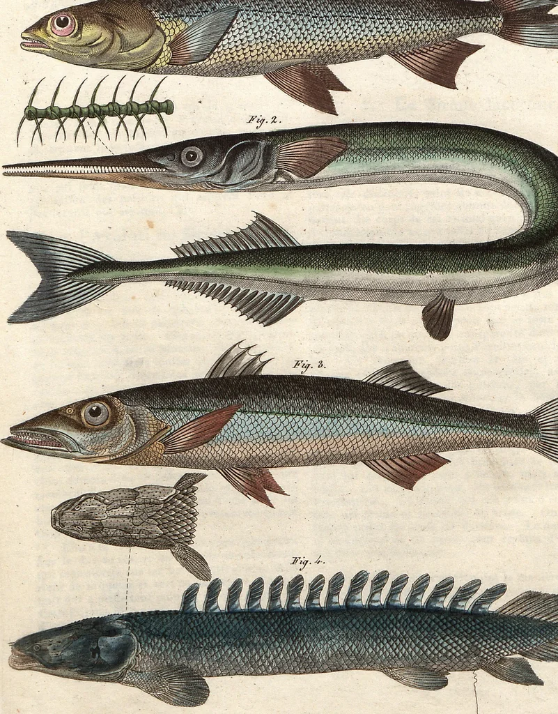 An illustration from (Band 9), 1816, leaf 72