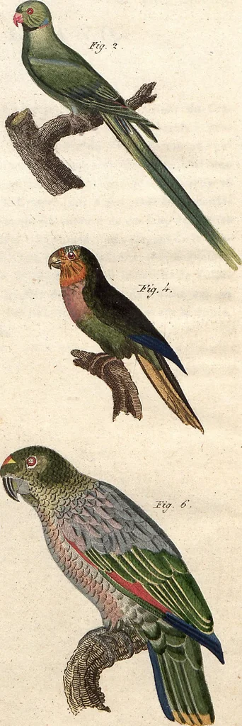 An illustration from (Band 9), 1816, leaf 78