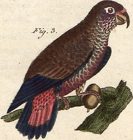 An illustration from (Band 9), 1816, leaf 78