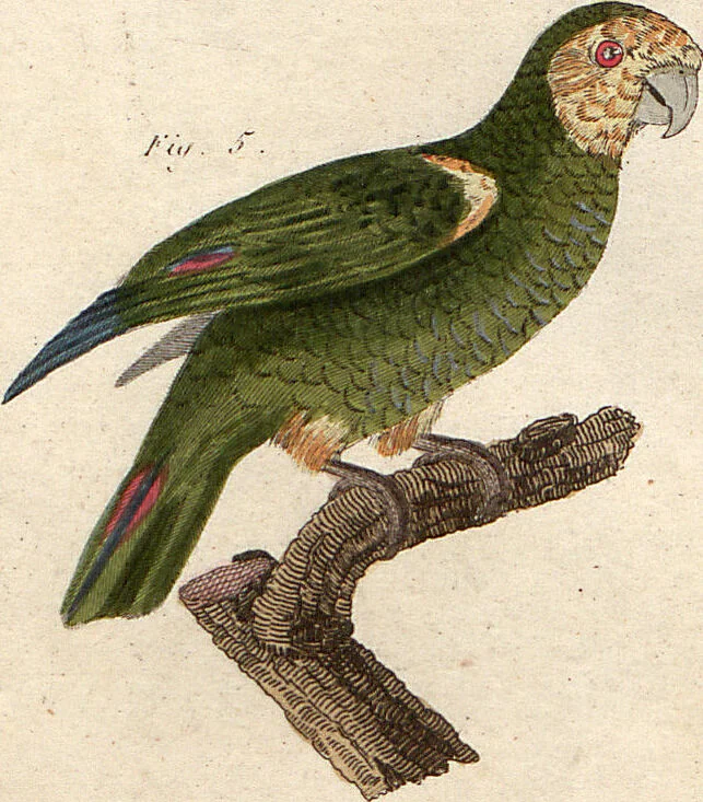 An illustration from (Band 9), 1816, leaf 78
