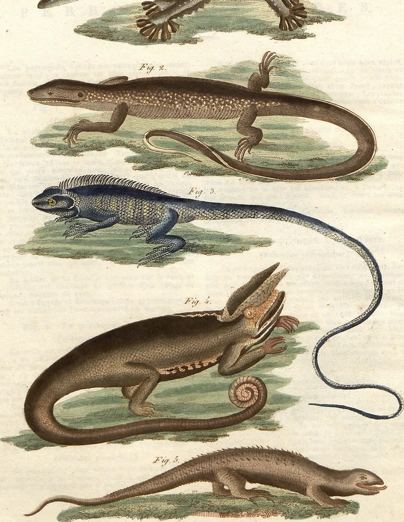 An illustration from (Band 9), 1816, leaf 81