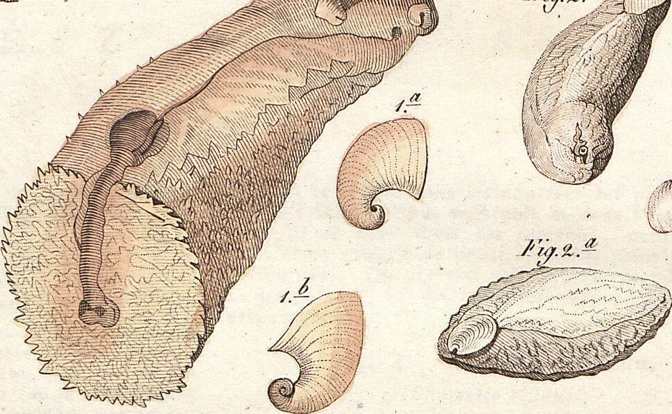 An illustration from (Band 9), 1816, leaf 84