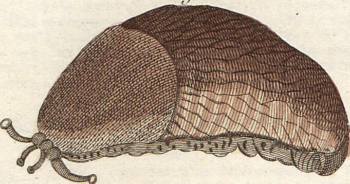 An illustration from (Band 9), 1816, leaf 84