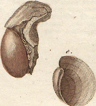 An illustration from (Band 9), 1816, leaf 84
