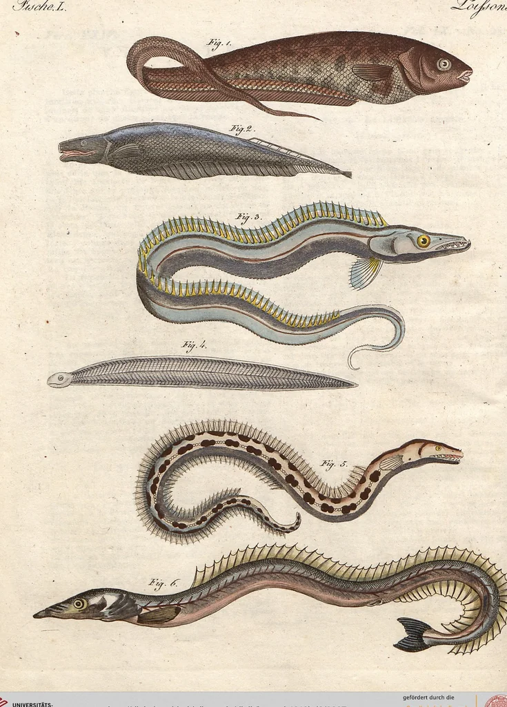 An illustration from (Band 9), 1816, leaf 87