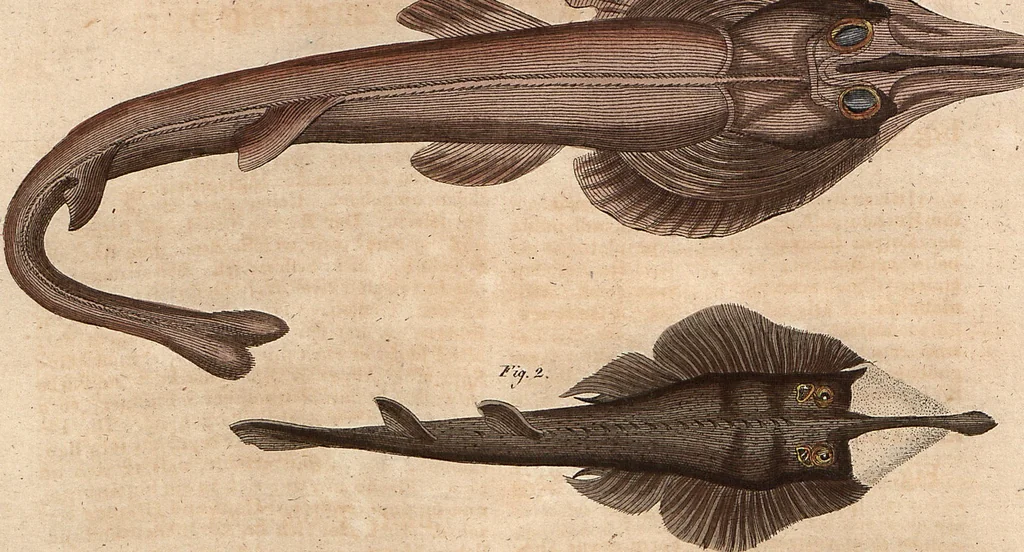 An illustration from (Band 9), 1816, leaf 9