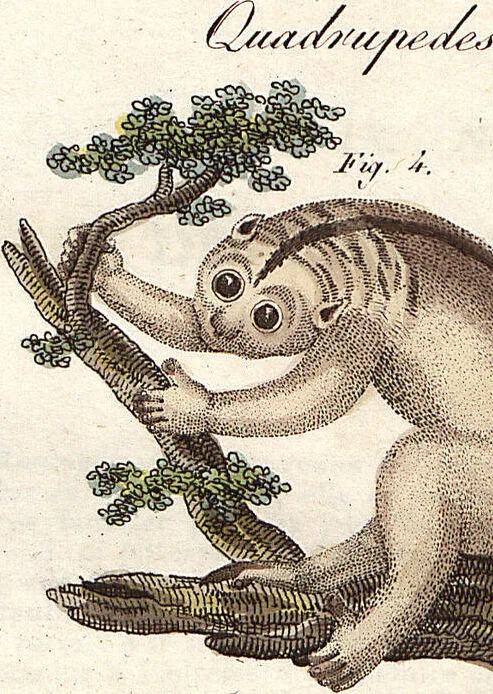 An illustration from (Band 9), 1816, leaf 93