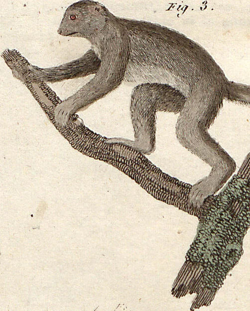 An illustration from (Band 9), 1816, leaf 93