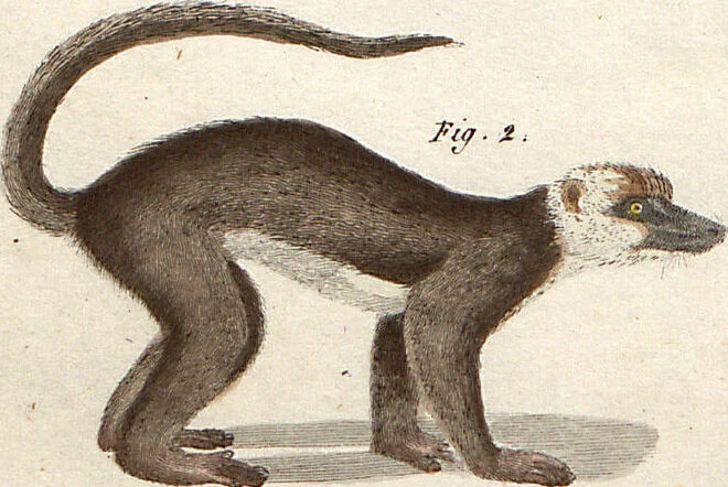 An illustration from (Band 9), 1816, leaf 93