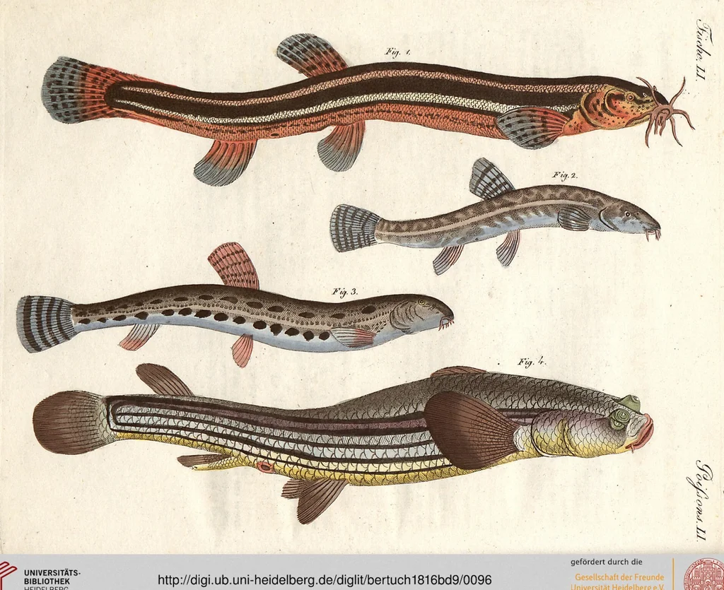 An illustration from (Band 9), 1816, leaf 96