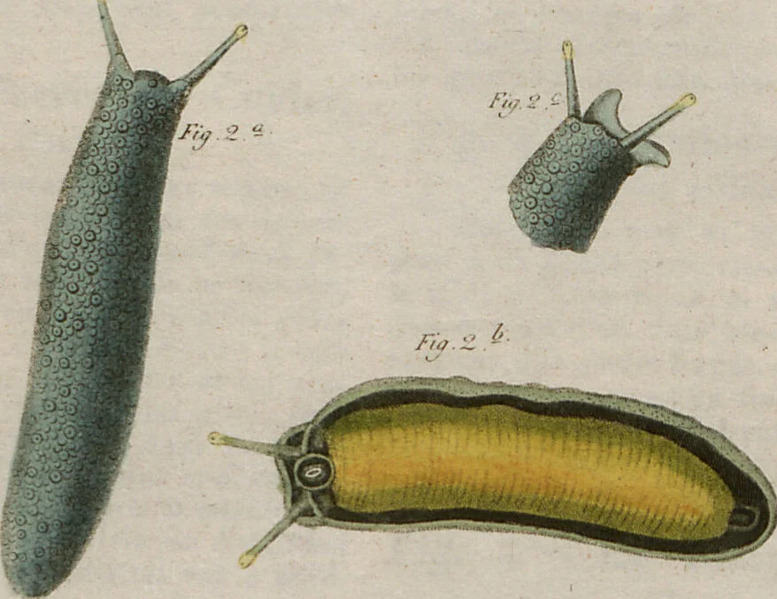 An illustration from (Band 10), 1821, leaf 111
