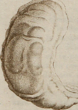 An illustration from (Band 10), 1821, leaf 111