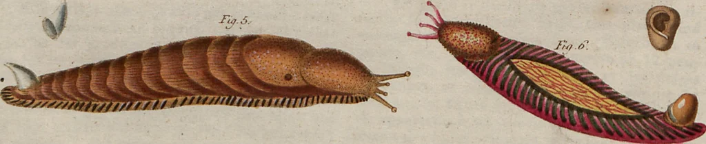 An illustration from (Band 10), 1821, leaf 111