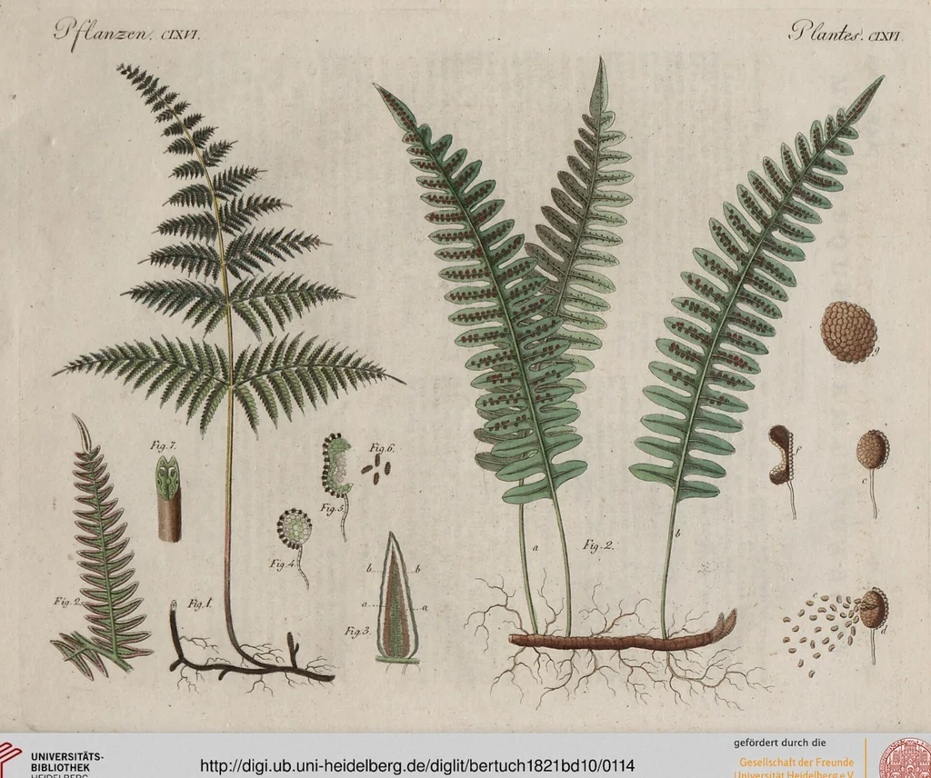 An illustration from (Band 10), 1821, leaf 114