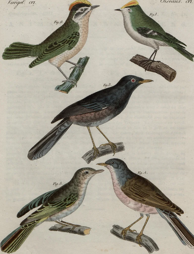 An illustration from (Band 10), 1821, leaf 126