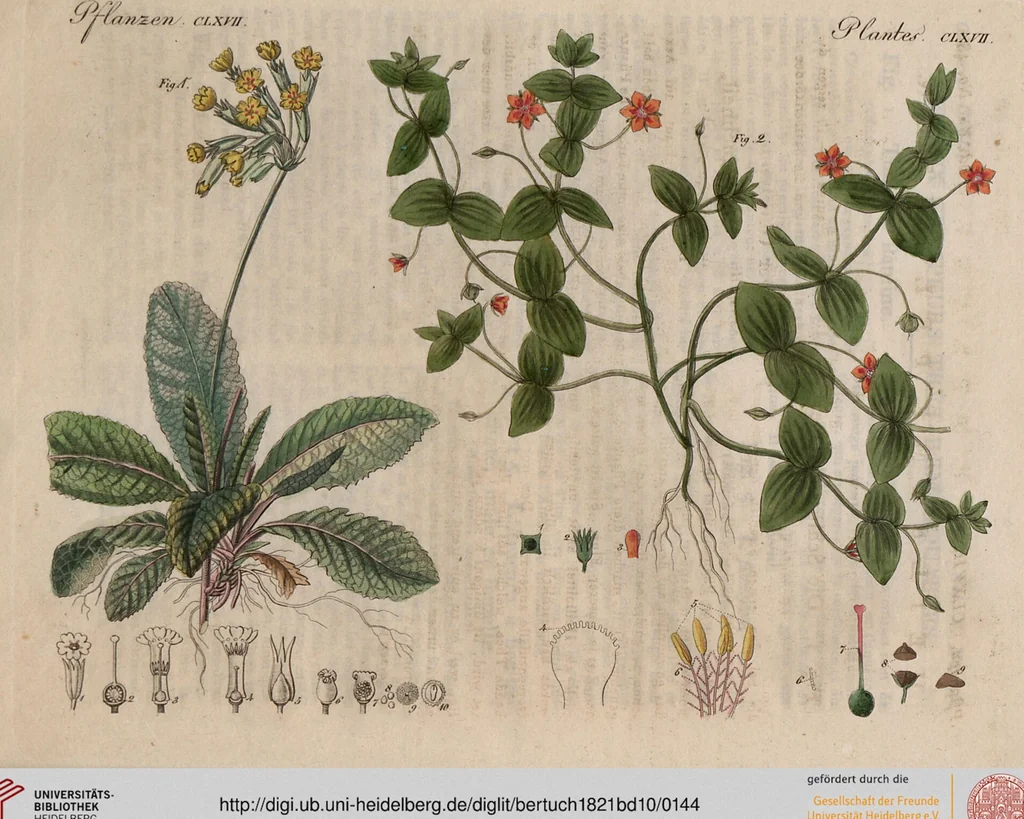 An illustration from (Band 10), 1821, leaf 144