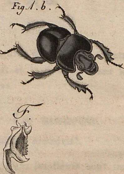 An illustration from (Band 10), 1821, leaf 147