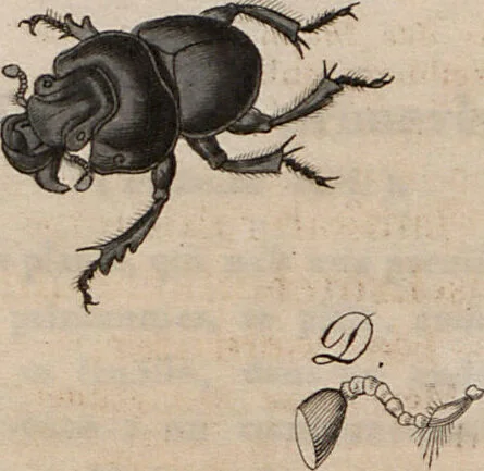 An illustration from (Band 10), 1821, leaf 147