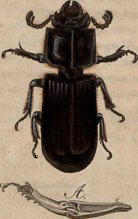 An illustration from (Band 10), 1821, leaf 147