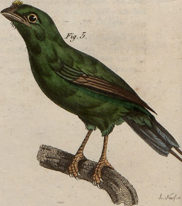 An illustration from (Band 10), 1821, leaf 156
