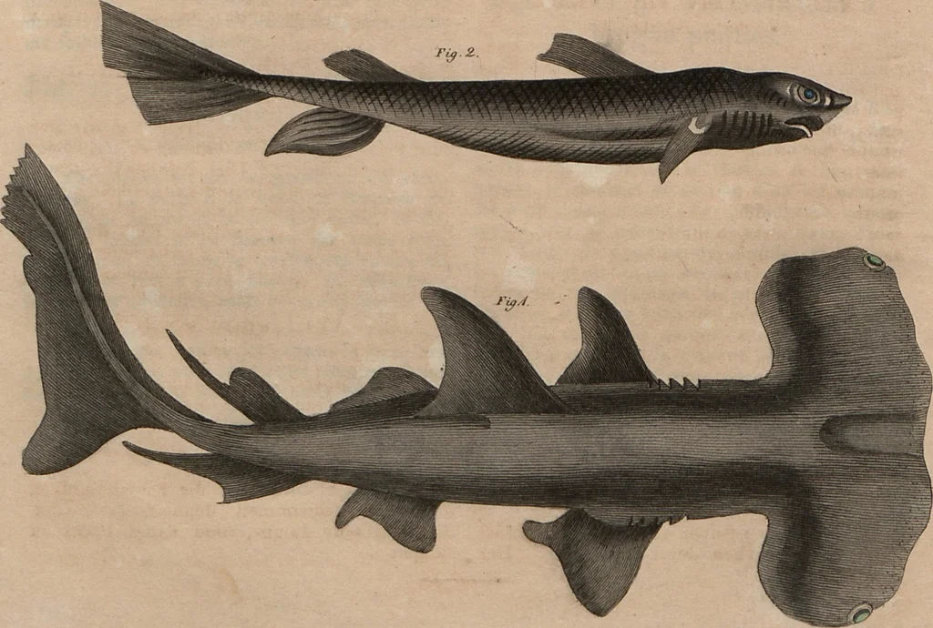 An illustration from (Band 10), 1821, leaf 159