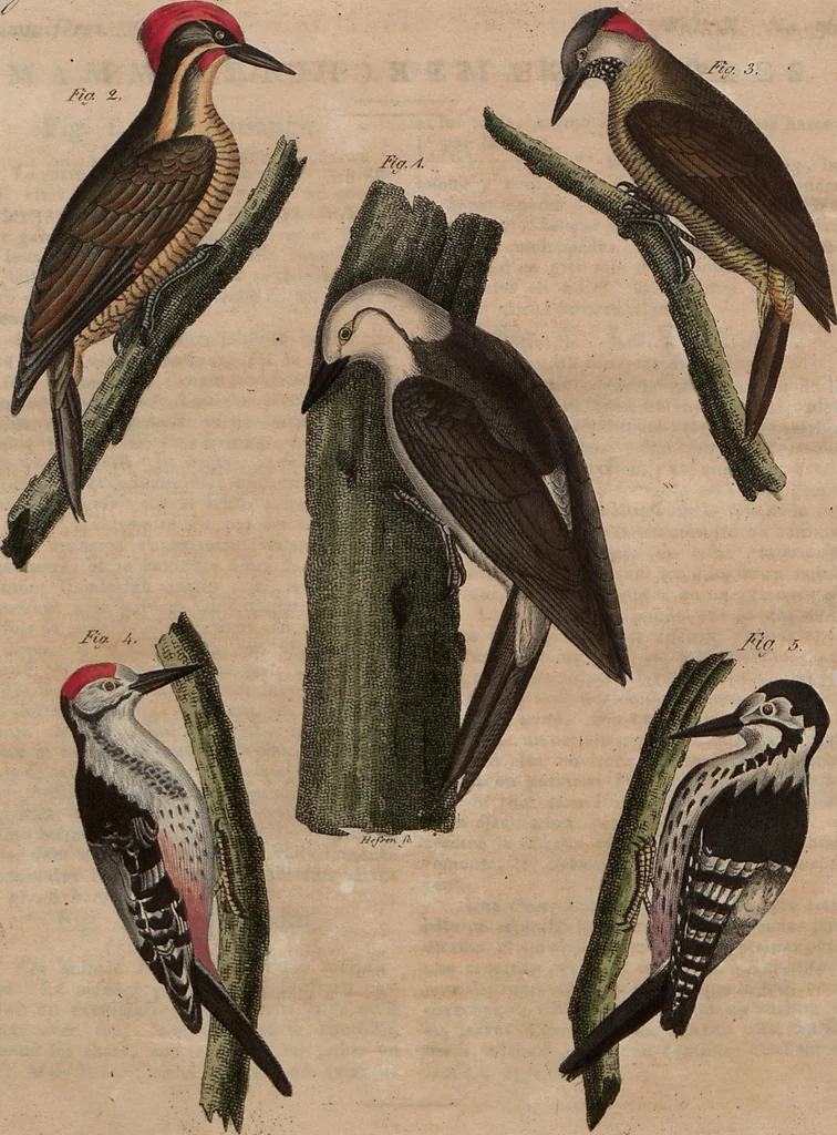 An illustration from (Band 10), 1821, leaf 171