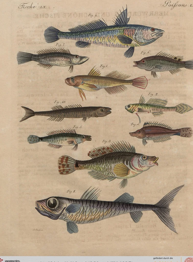 An illustration from (Band 10), 1821, leaf 174