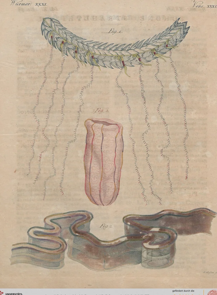 An illustration from (Band 10), 1821, leaf 177