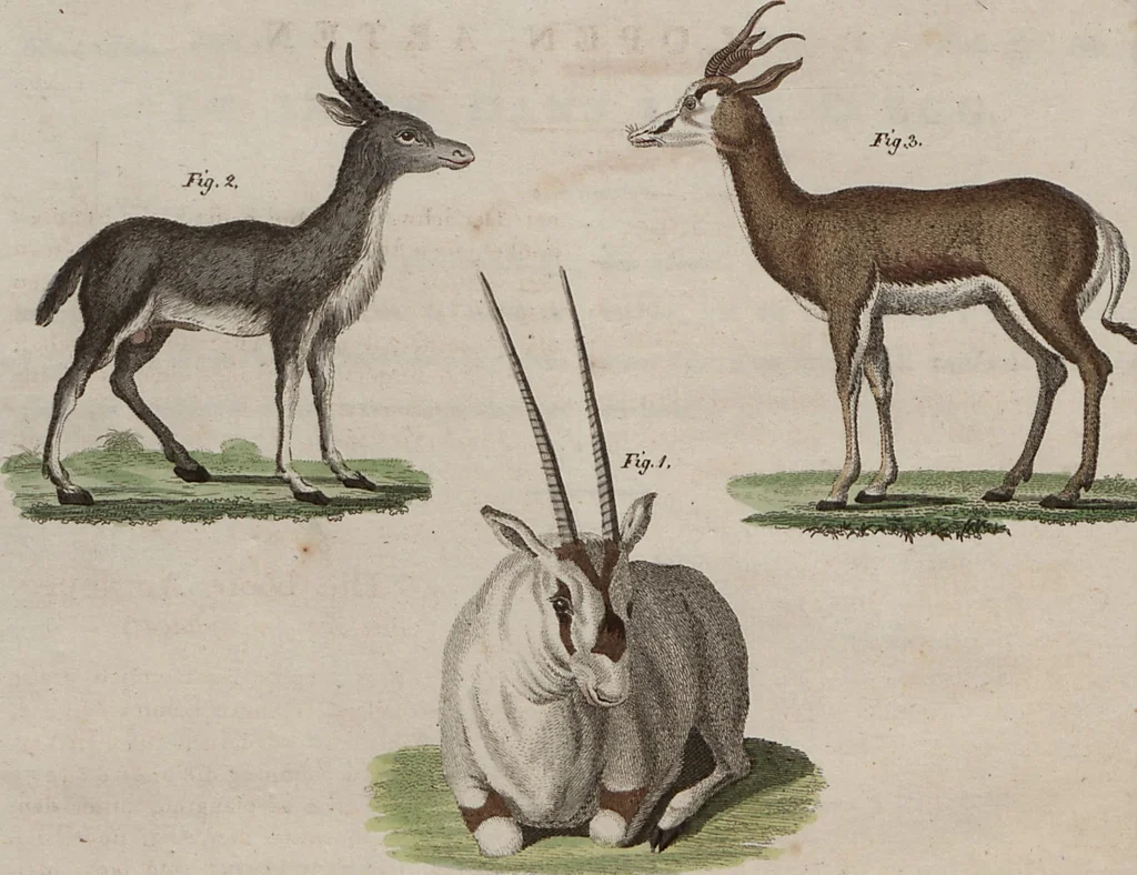 An illustration from (Band 10), 1821, leaf 18