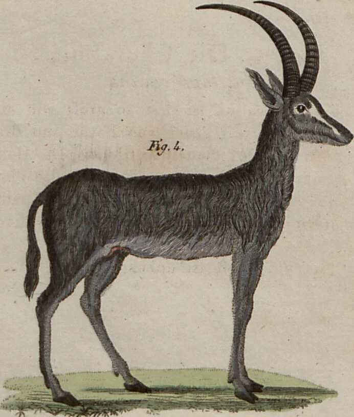 An illustration from (Band 10), 1821, leaf 18