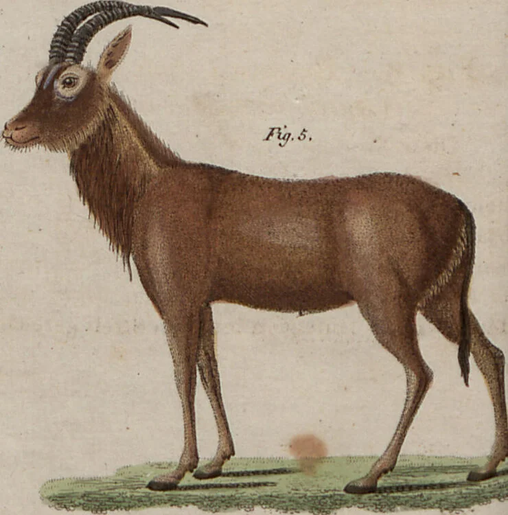 An illustration from (Band 10), 1821, leaf 18