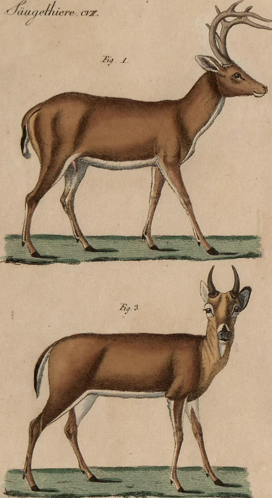 An illustration from (Band 10), 1821, leaf 183