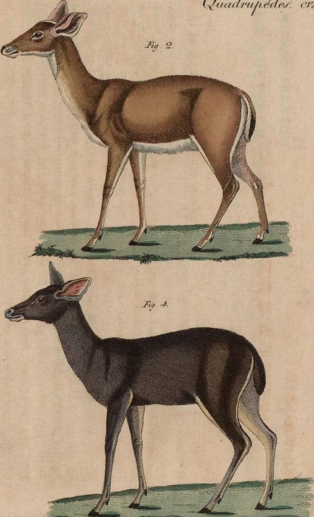An illustration from (Band 10), 1821, leaf 183