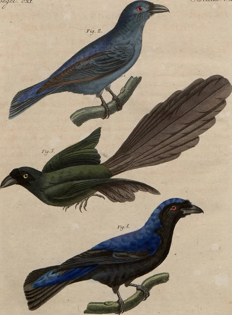 An illustration from (Band 10), 1821, leaf 196