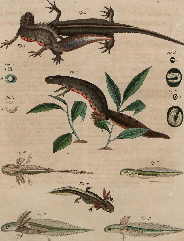 An illustration from (Band 10), 1821, leaf 199